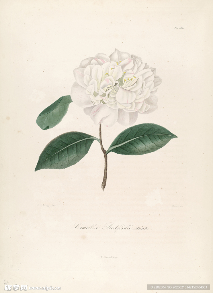 手绘插画 茶花 装饰画 图谱