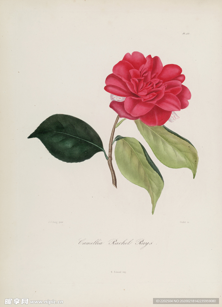 手绘插画 茶花 装饰画 图谱