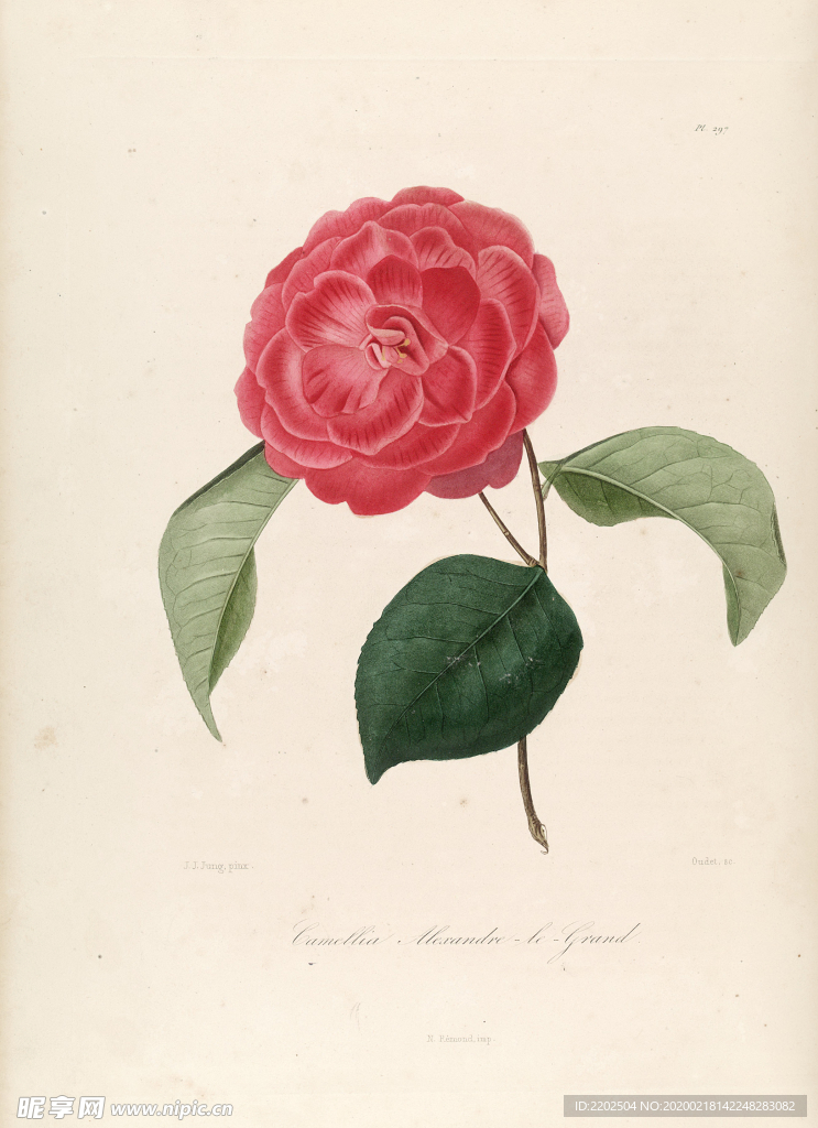 手绘插画 茶花 装饰画 图谱