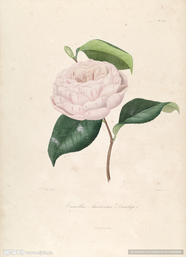 手绘插画 茶花 装饰画 图谱