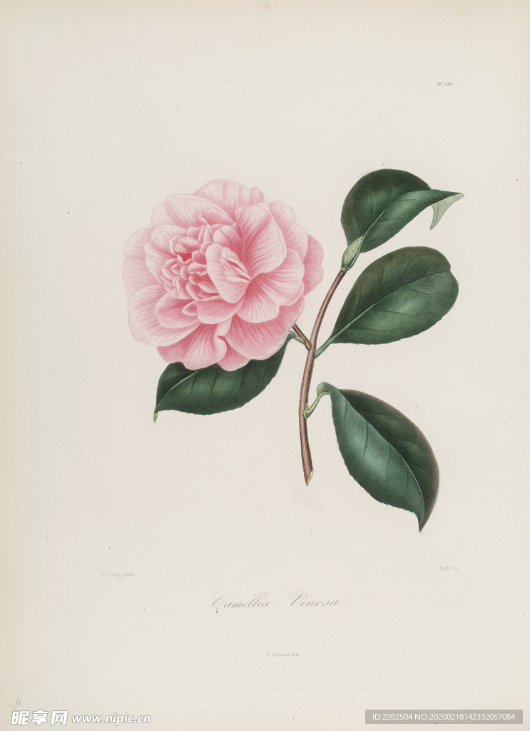 手绘插画 茶花 装饰画 图谱