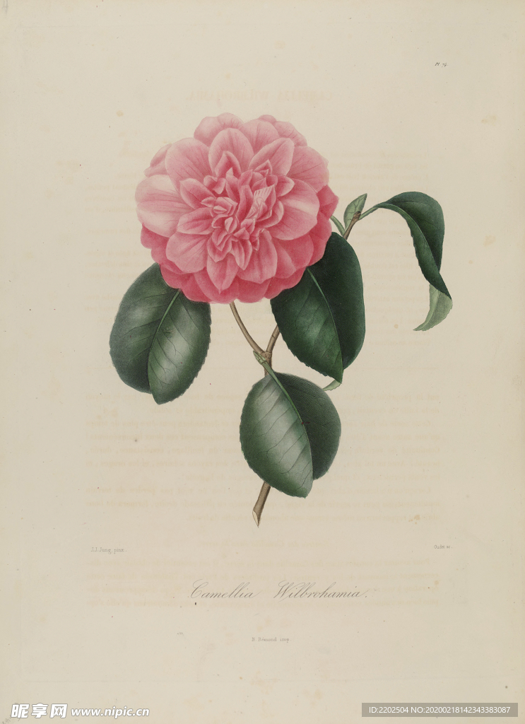 手绘插画 茶花 装饰画 图谱