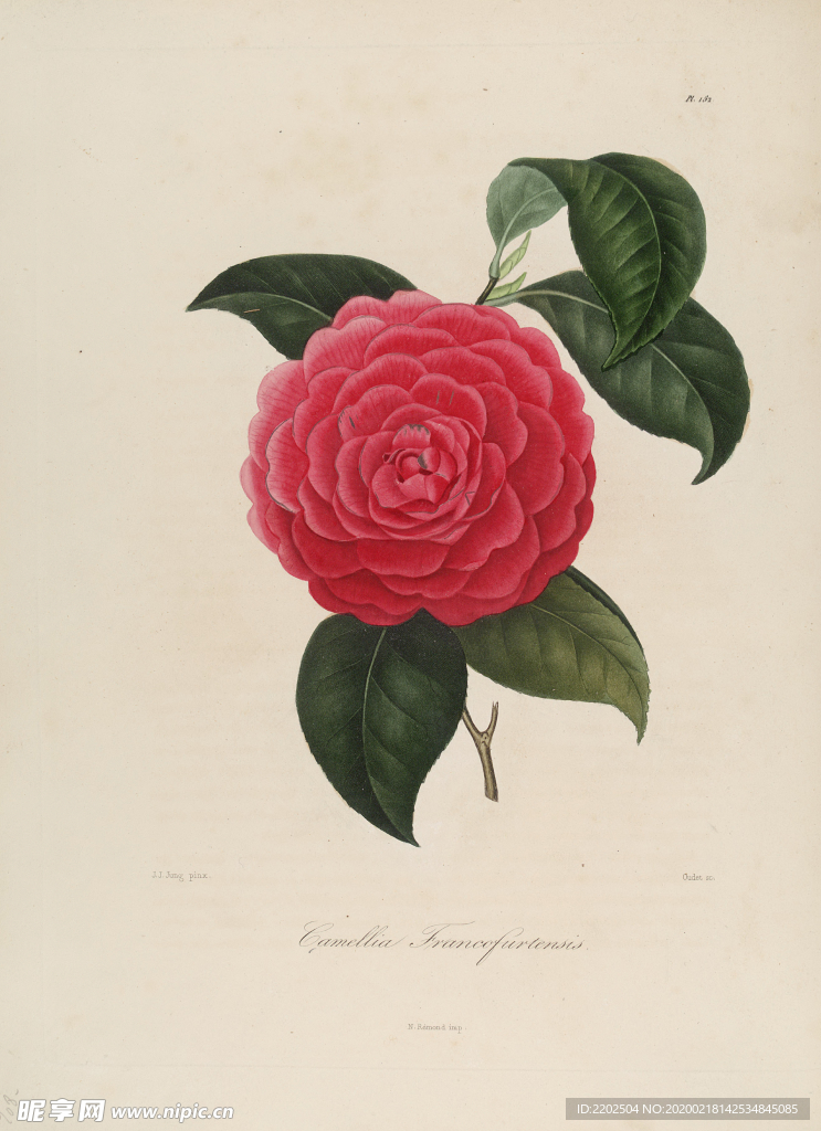 手绘插画 茶花 装饰画 图谱