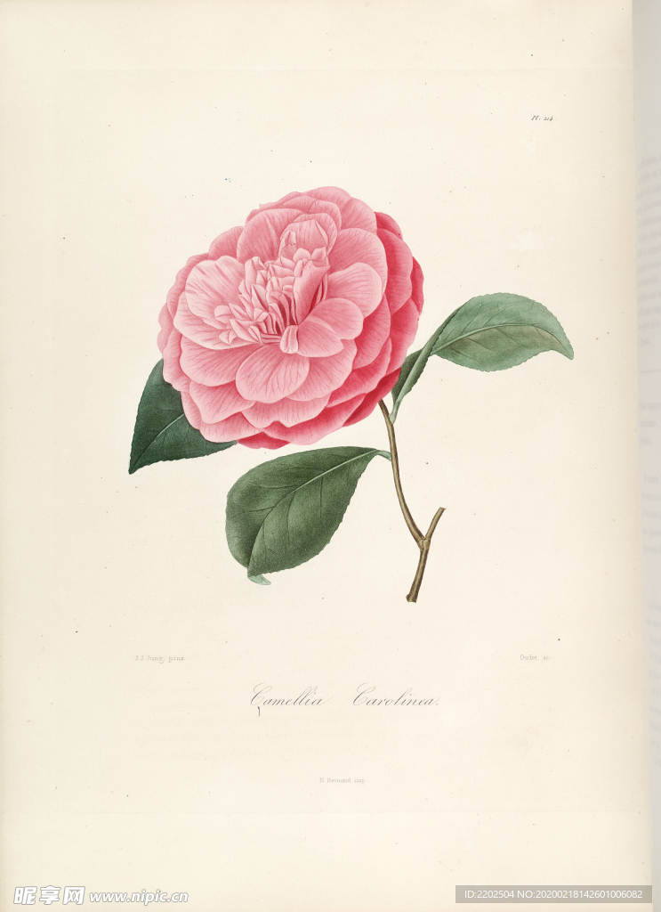 手绘插画 茶花 装饰画 图谱