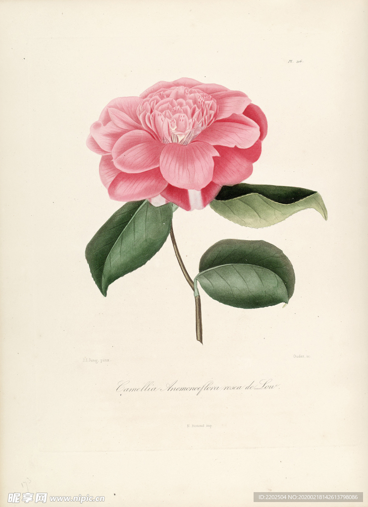 手绘插画 茶花 装饰画 图谱