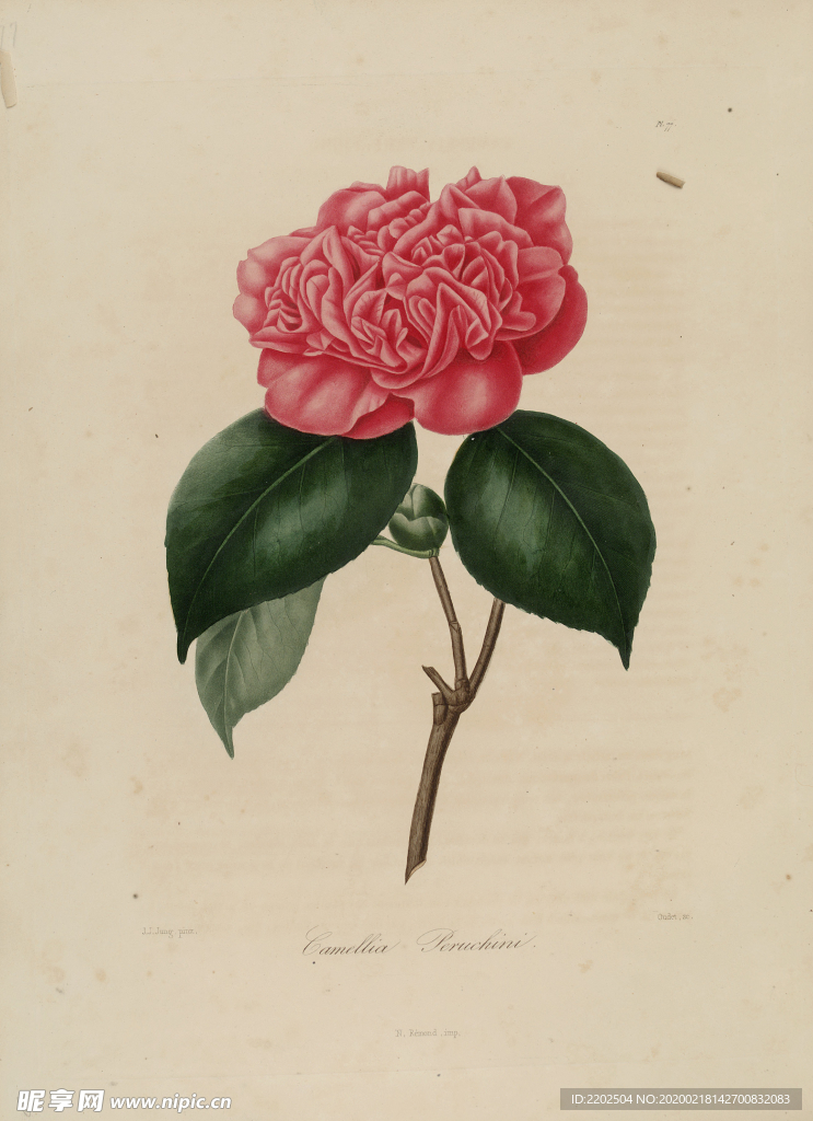 手绘插画 茶花 装饰画 图谱