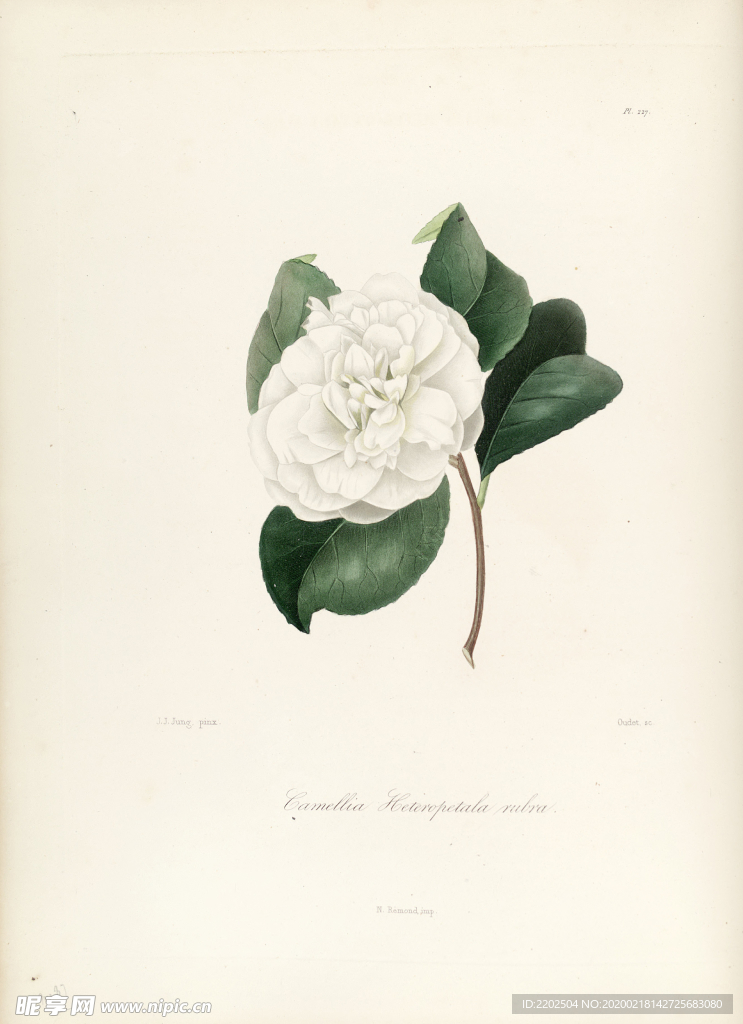 手绘插画 茶花 装饰画 图谱