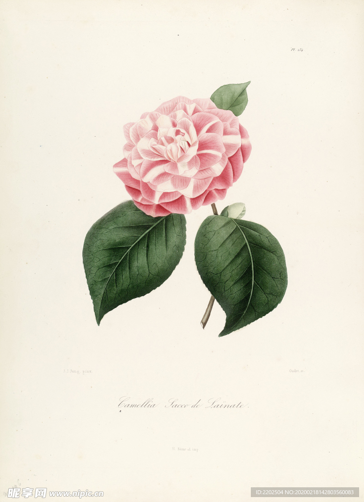 手绘插画 茶花 装饰画 图谱