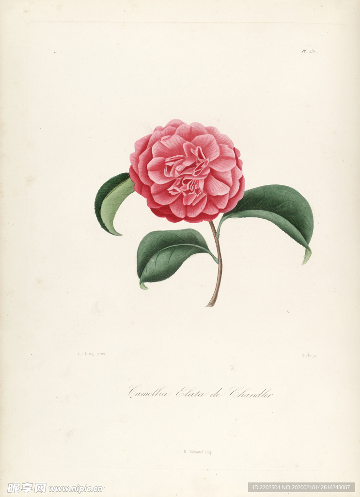 手绘插画 茶花 装饰画 图谱