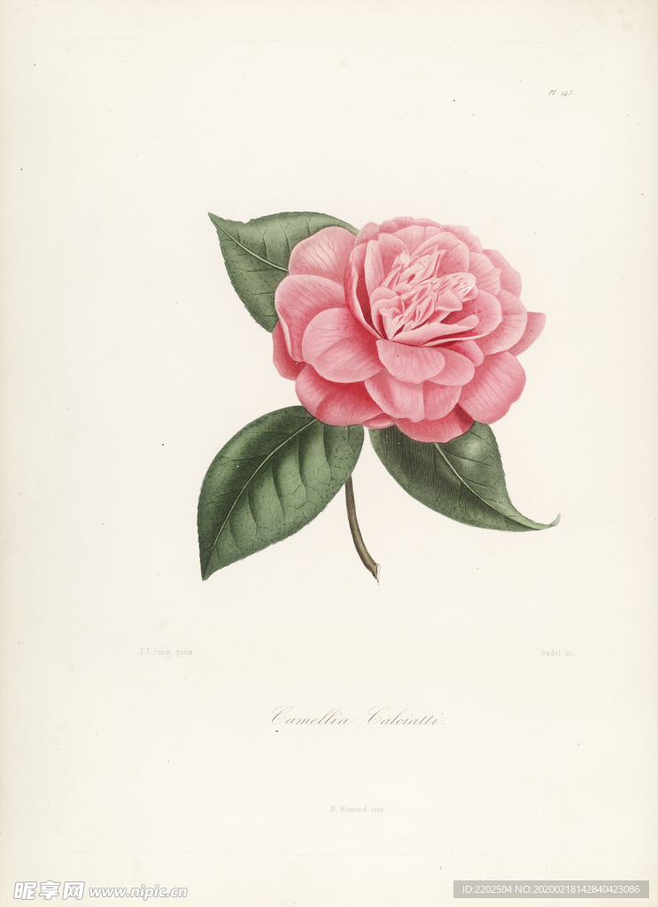 手绘插画 茶花 装饰画 图谱