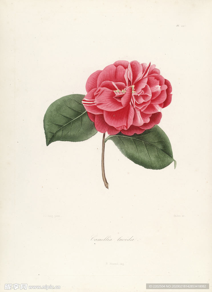 手绘插画 茶花 装饰画 图谱