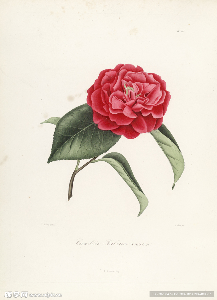 手绘插画 茶花 装饰画 图谱