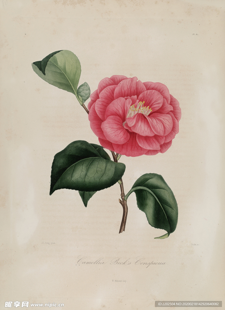 手绘插画 茶花 装饰画 图谱