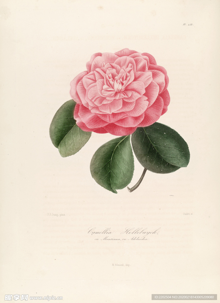 手绘插画 茶花 装饰画 图谱