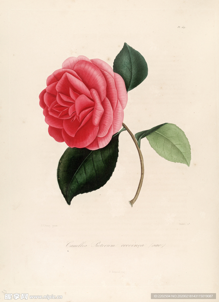 手绘插画 茶花 装饰画 图谱