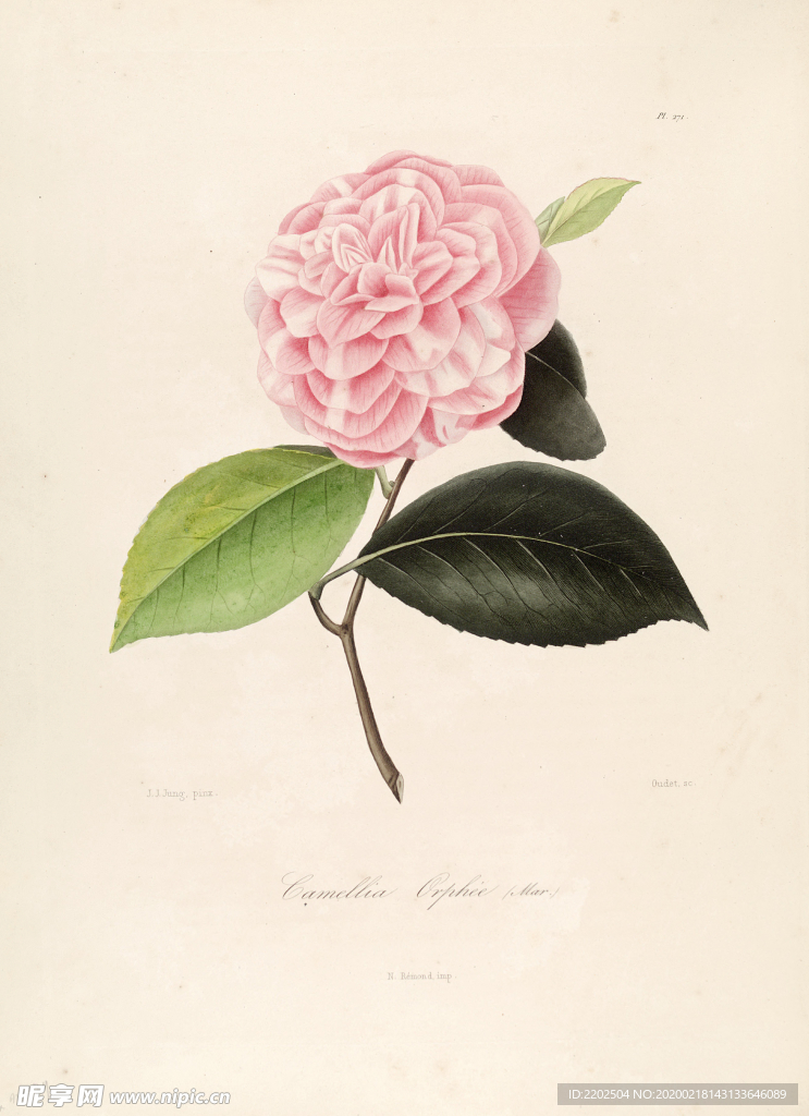 手绘插画 茶花 装饰画 图谱