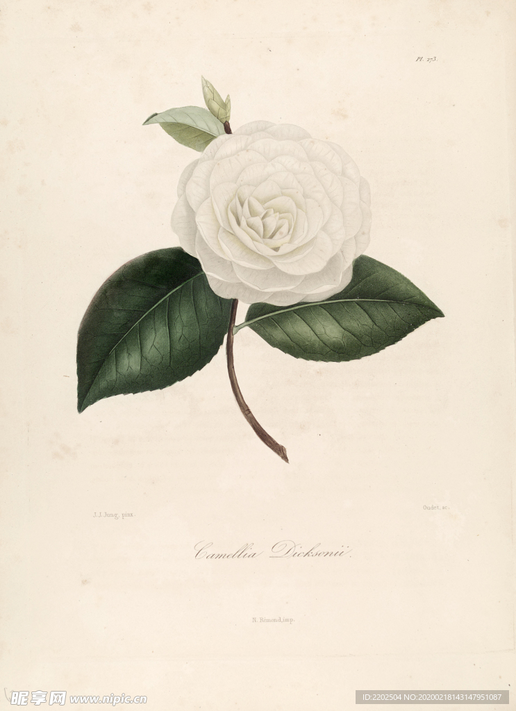 手绘插画 茶花 装饰画 图谱