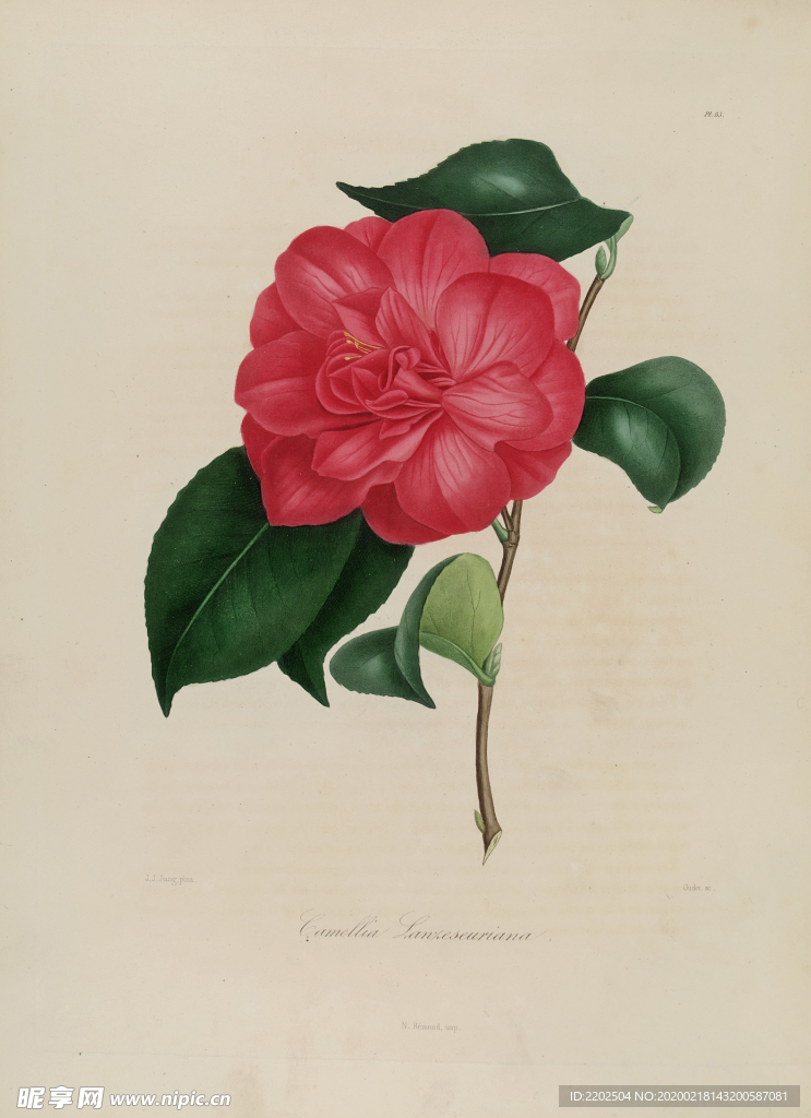 手绘插画 茶花 装饰画 图谱