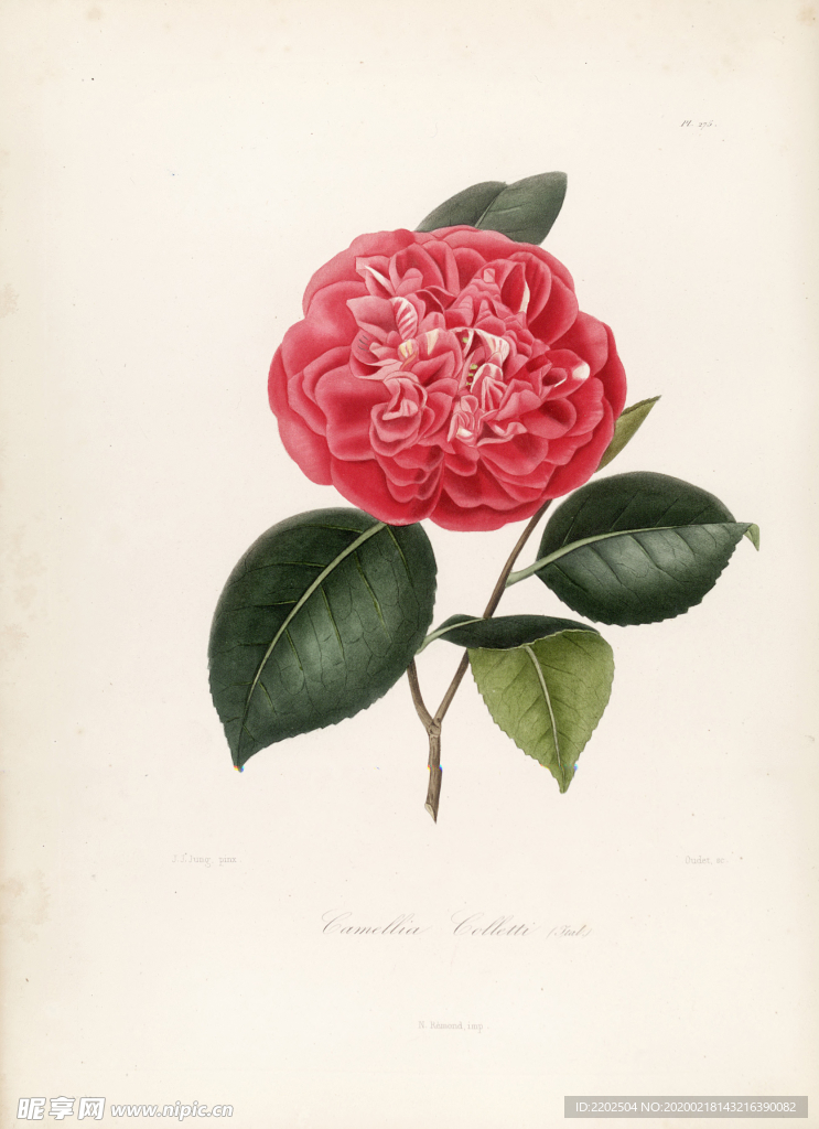 手绘插画 茶花 装饰画 图谱