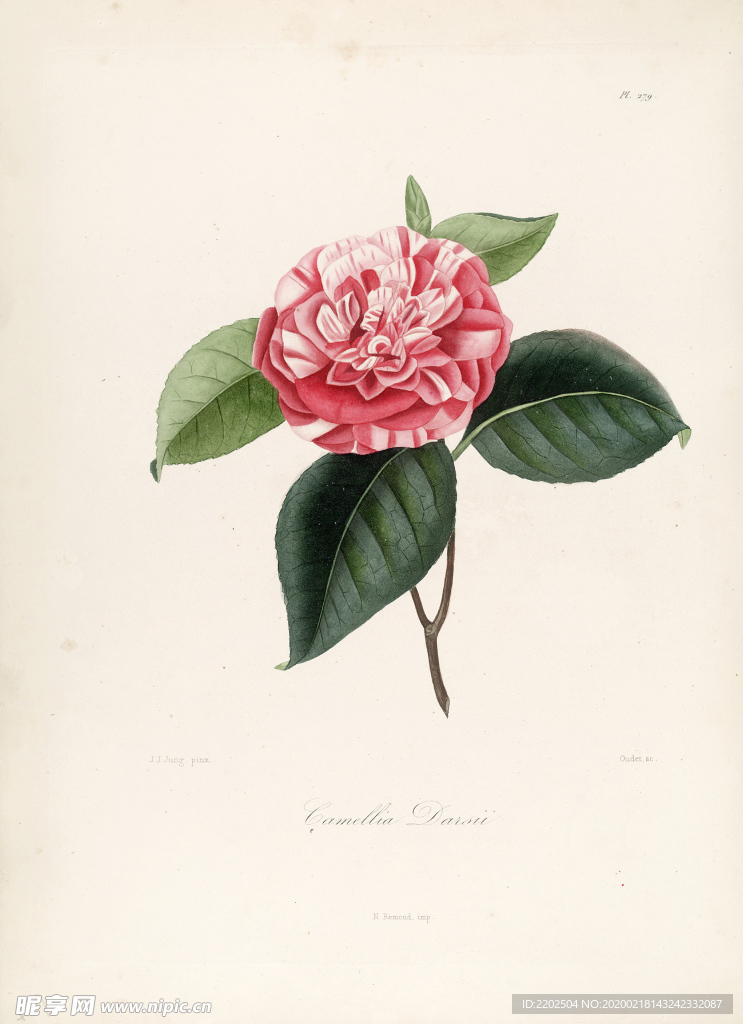 手绘插画 茶花 装饰画 图谱