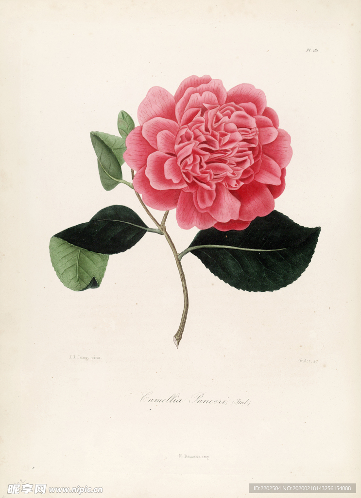 手绘插画 茶花 装饰画 图谱