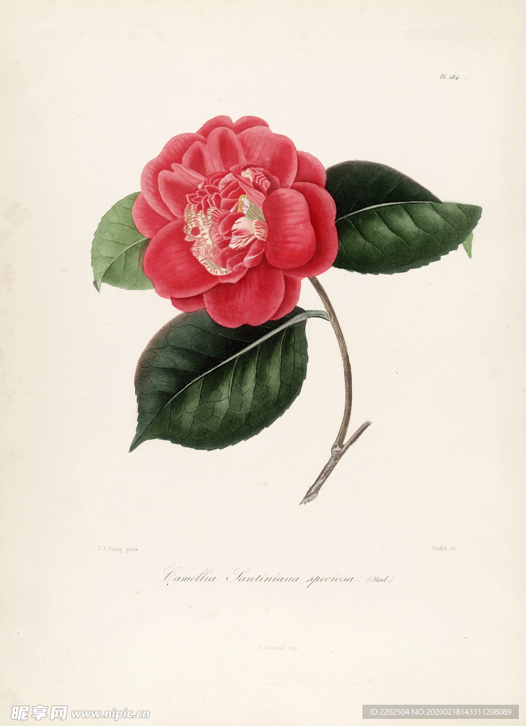 手绘插画 茶花 装饰画 图谱