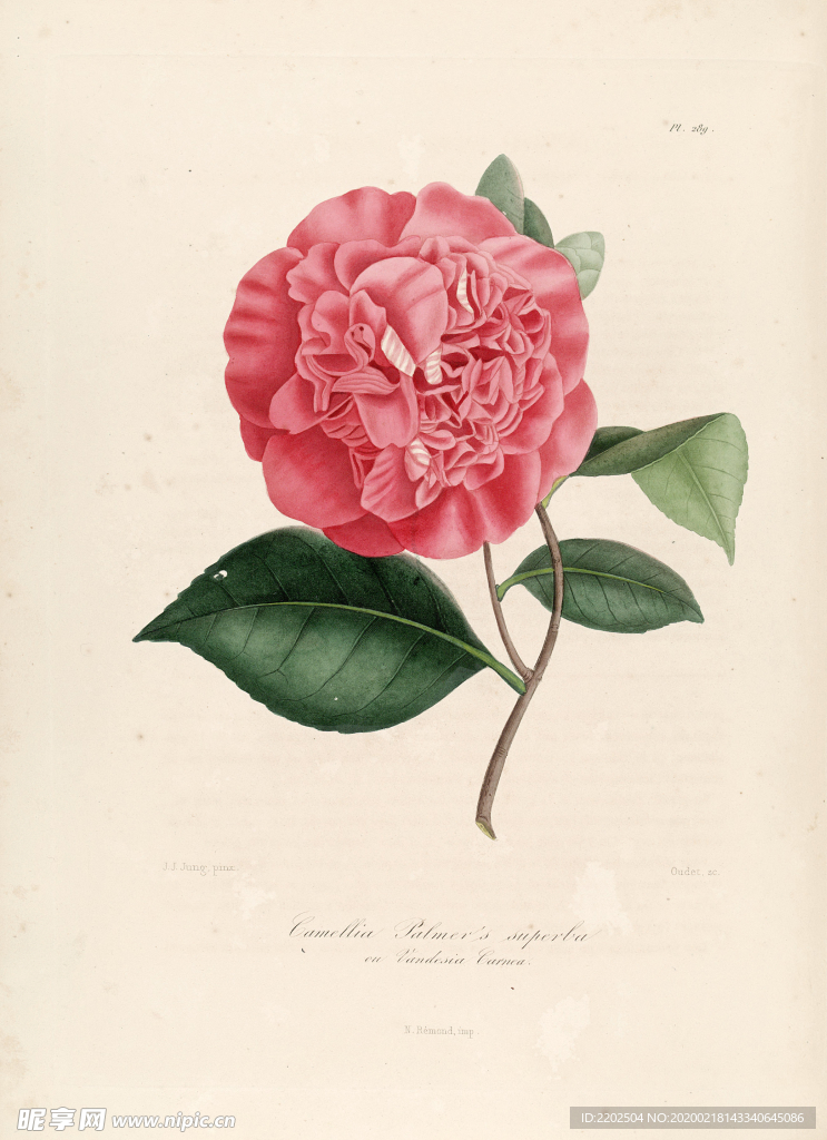 手绘插画 茶花 装饰画 图谱