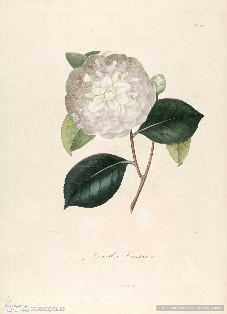 手绘插画 茶花 装饰画 图谱