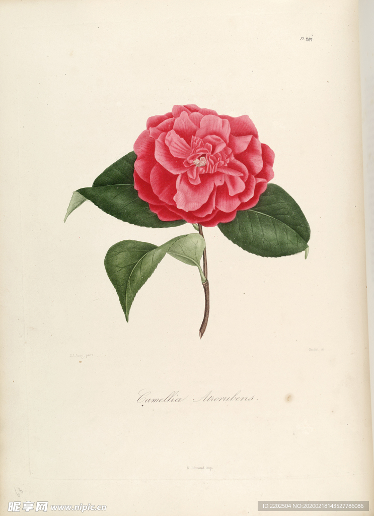 手绘插画 茶花 装饰画 图谱