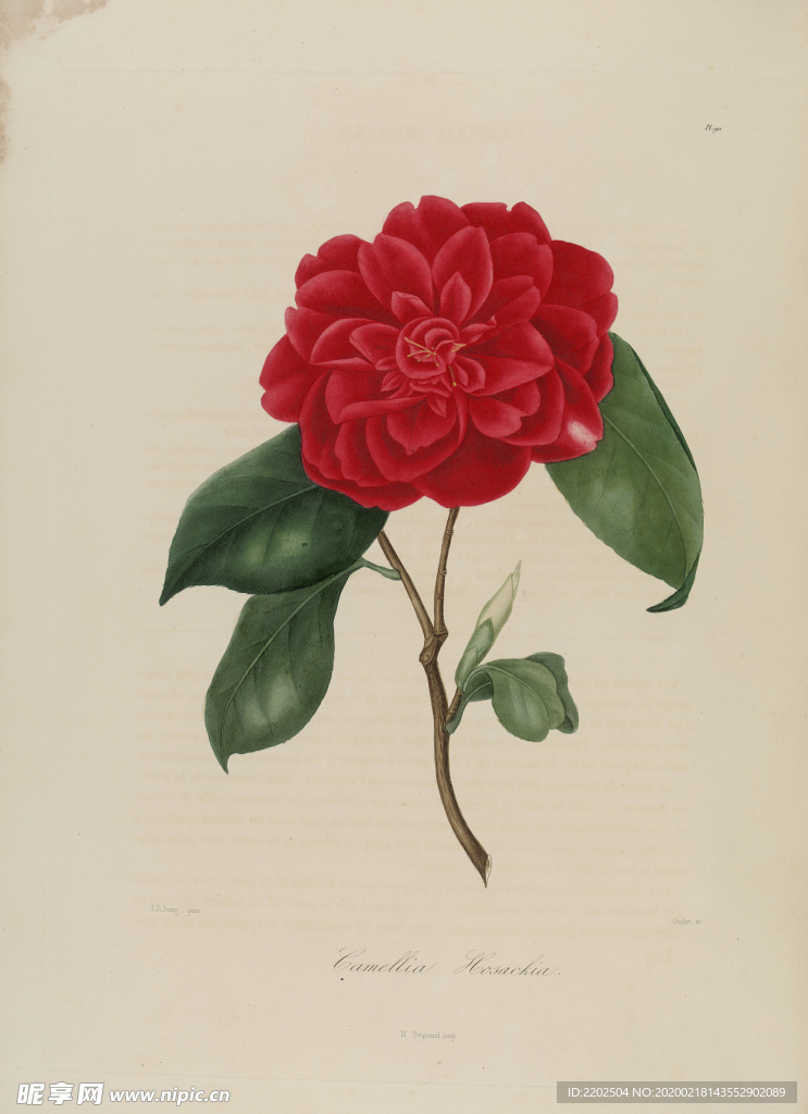 手绘插画 茶花 装饰画 图谱