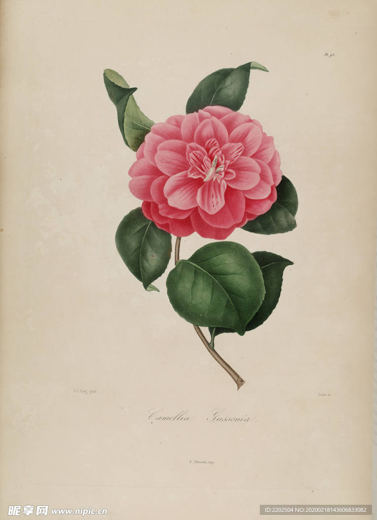 手绘插画 茶花 装饰画 图谱