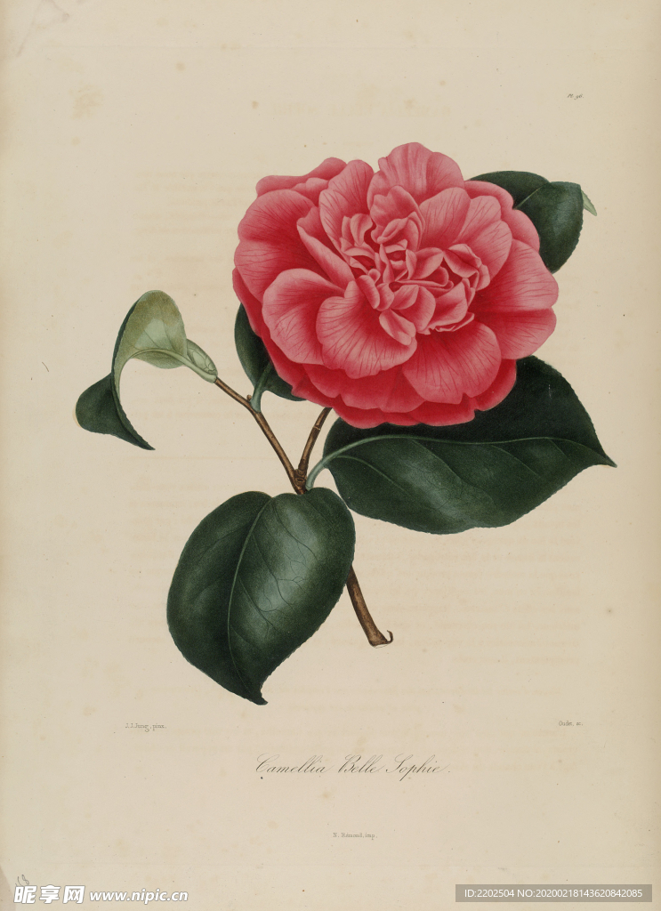 手绘插画 茶花 装饰画 图谱