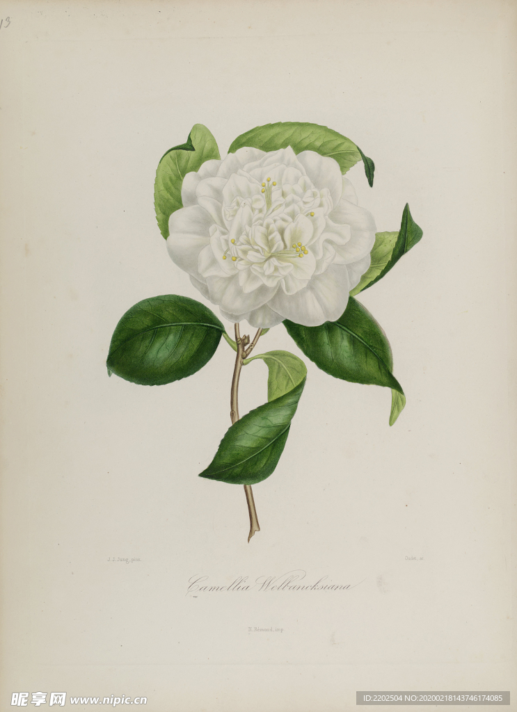 手绘插画 茶花 装饰画 图谱