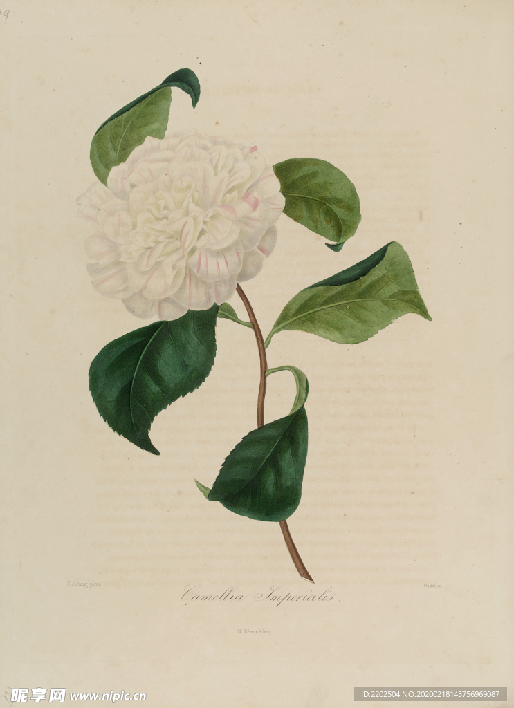 手绘插画 茶花 装饰画 图谱