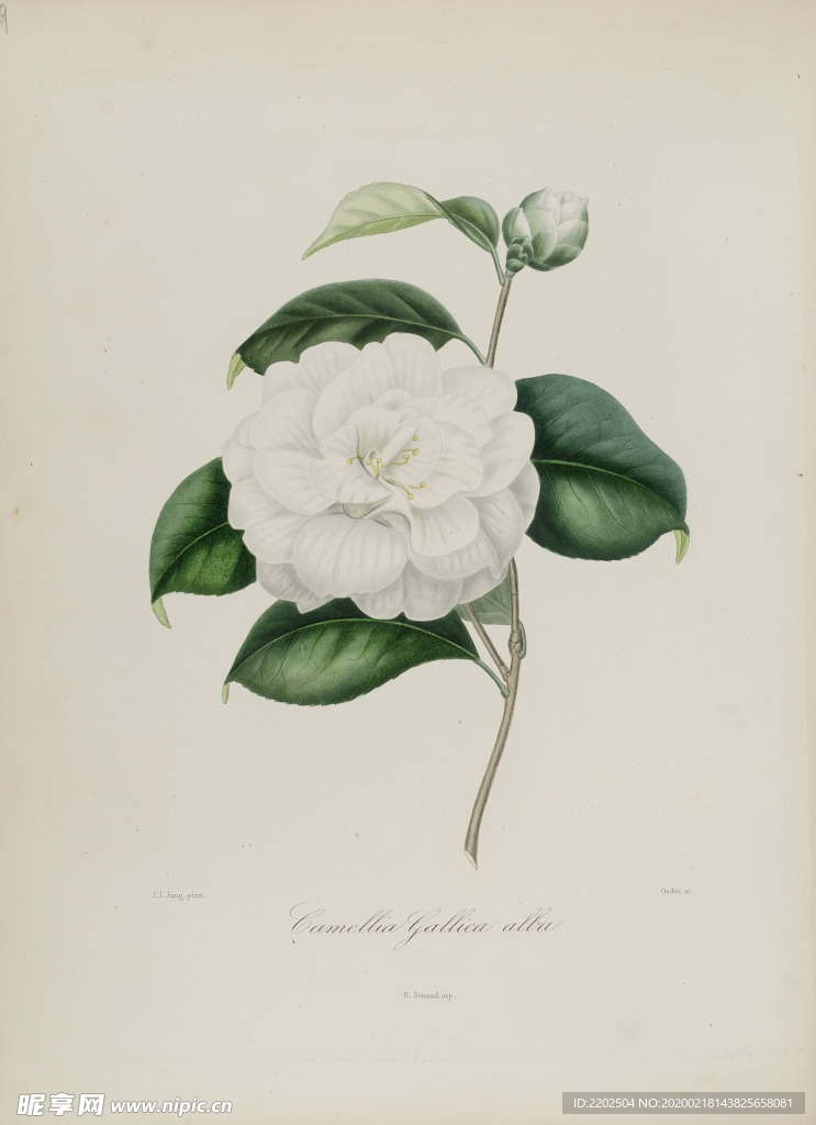 手绘插画 茶花 装饰画 图谱