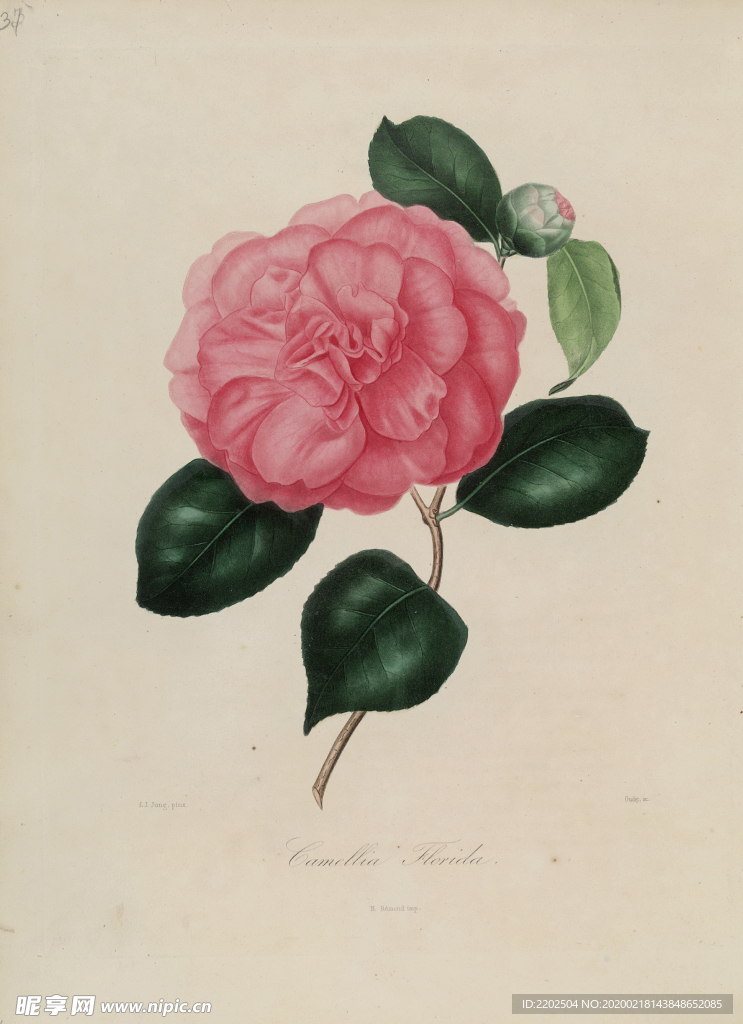 手绘插画 茶花 装饰画 图谱