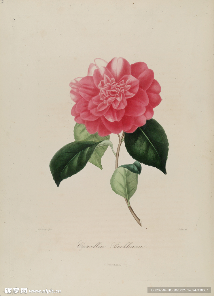 手绘插画 茶花 装饰画 图谱