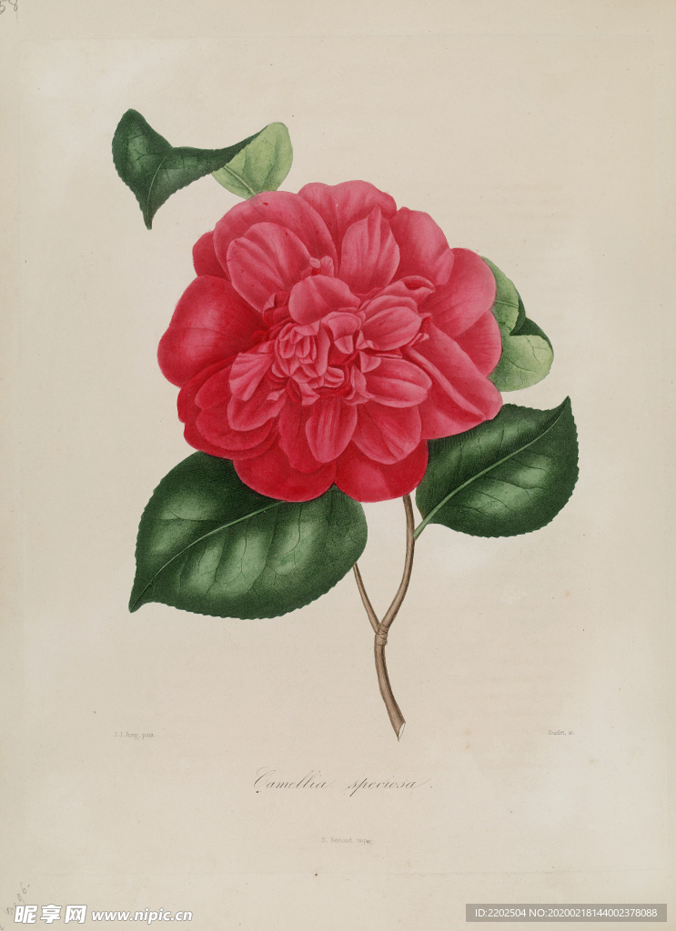 手绘插画 茶花 装饰画 图谱