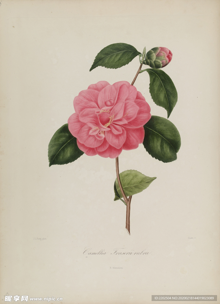 手绘插画 茶花 装饰画 图谱