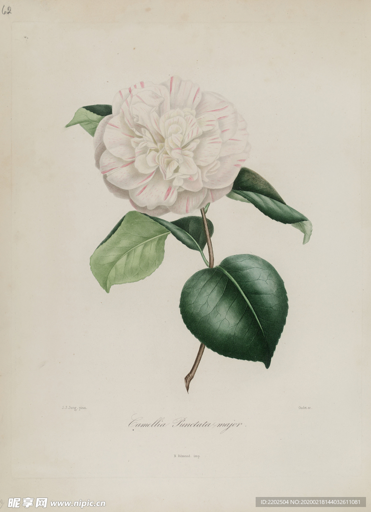 手绘插画 茶花 装饰画 图谱