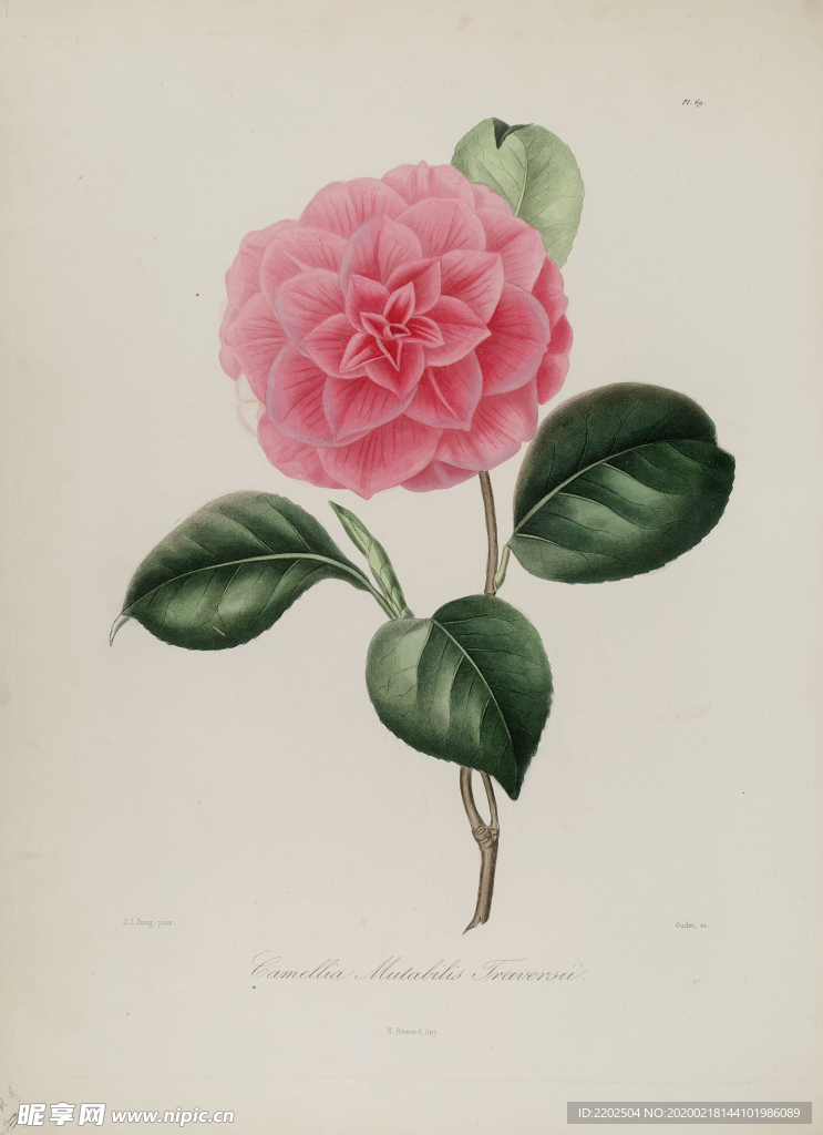 手绘插画 茶花 装饰画 图谱