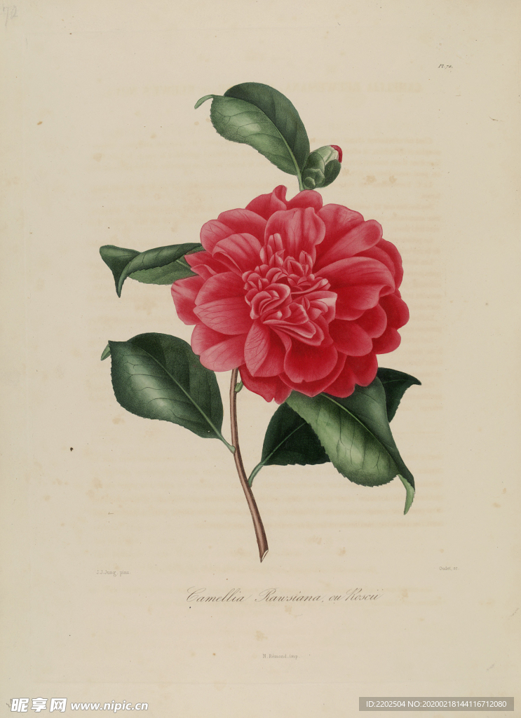 手绘插画 茶花 装饰画 图谱