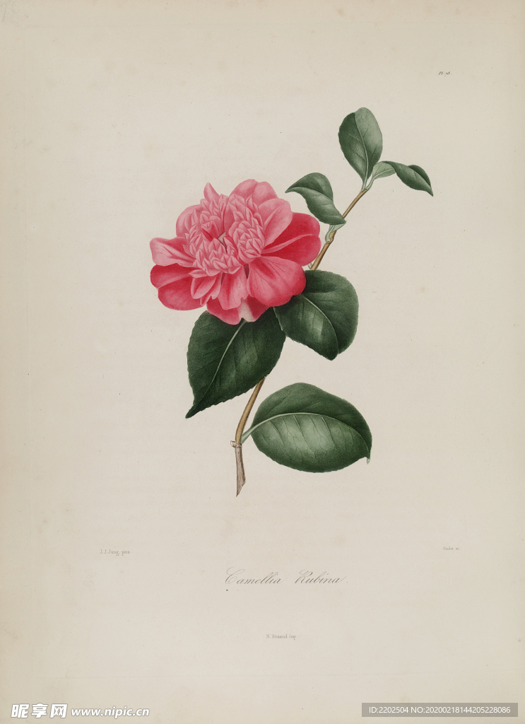 手绘插画 茶花 装饰画 图谱