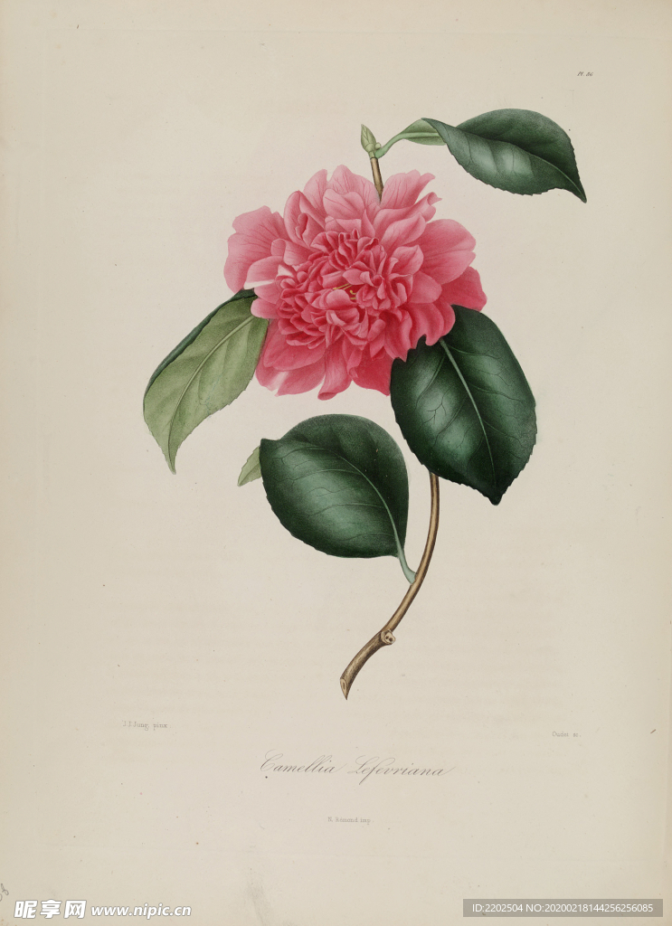 手绘插画 茶花 装饰画 图谱