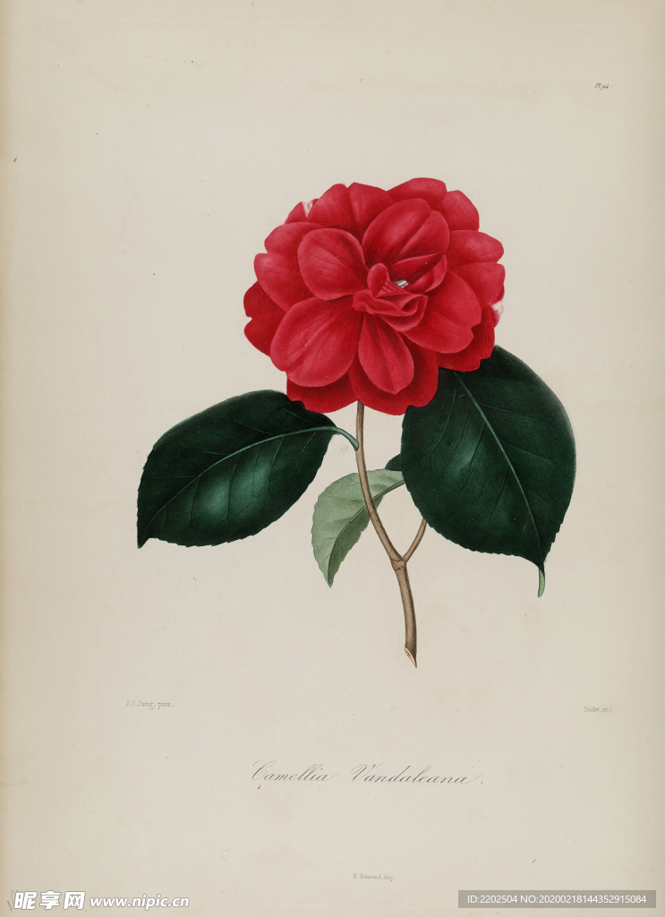 手绘插画 茶花 装饰画 图谱