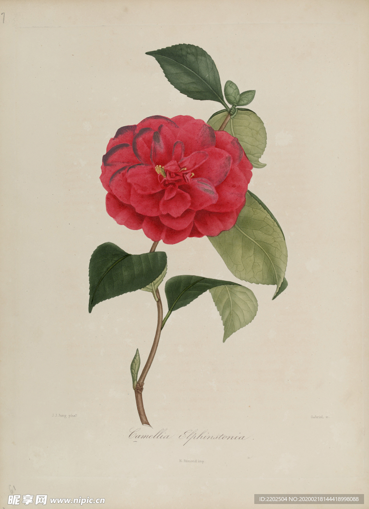 手绘插画 茶花 装饰画 图谱