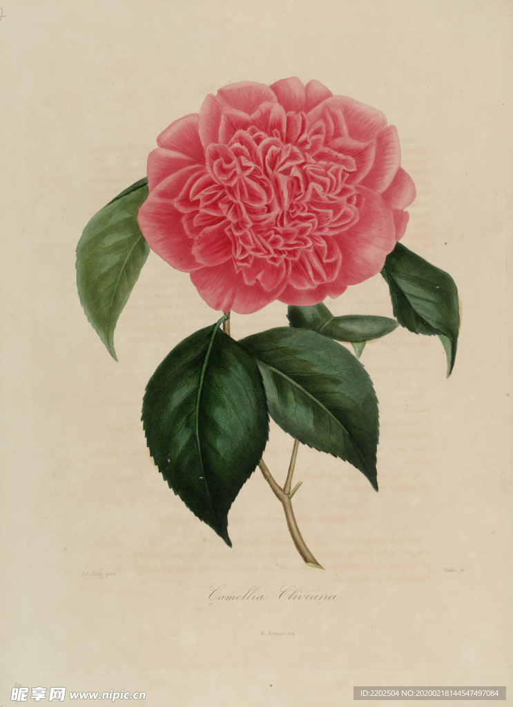 手绘插画 茶花 装饰画 图谱