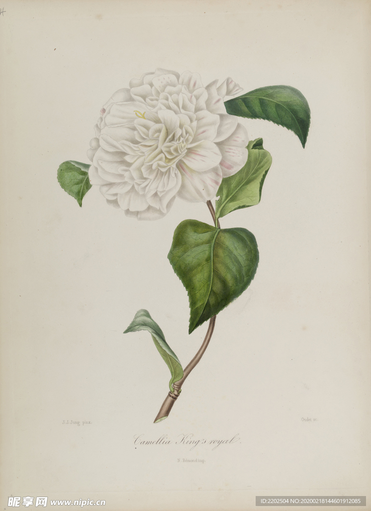 手绘插画 茶花 装饰画 图谱