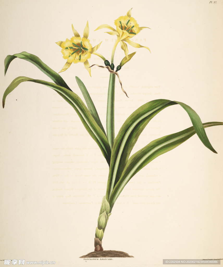 手绘插画 装饰画 花草图谱