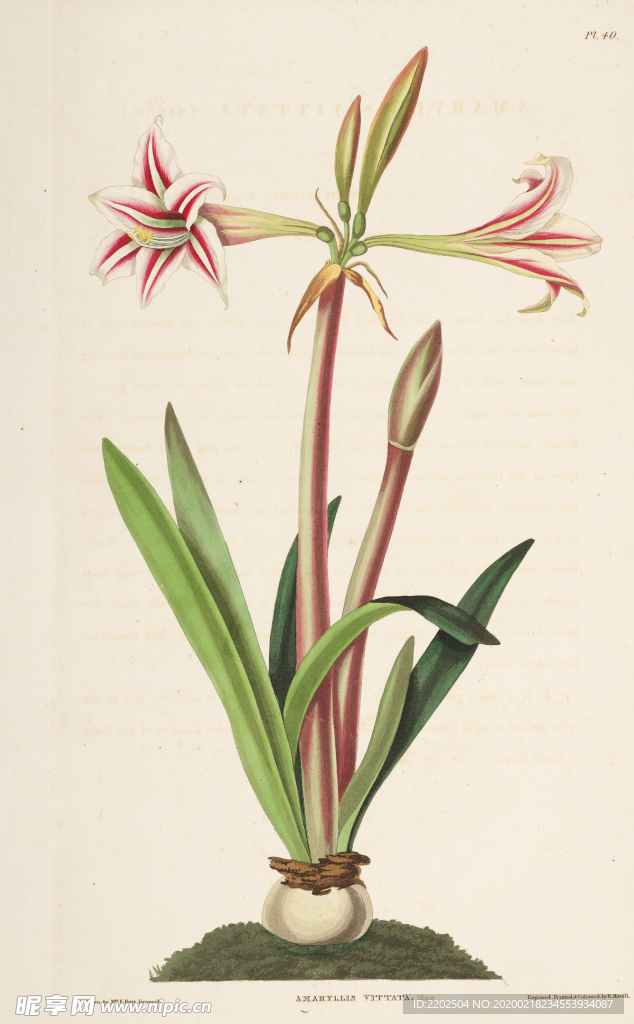 手绘插画 花卉装饰画 花草图谱